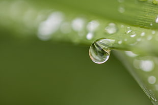 close-up photo of a water drop on a green leaf HD wallpaper