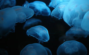 closeup photography of Jelly Fish HD wallpaper