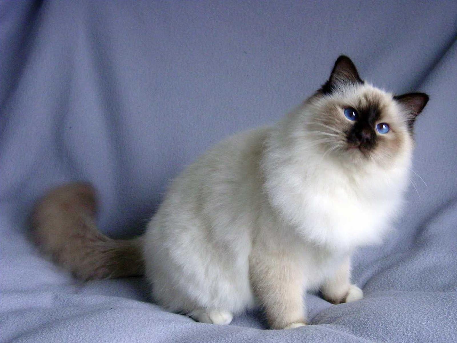 fluffy white siamese cat