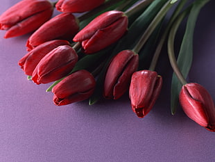 red tulips on purple surface