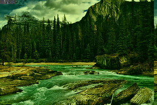 green pine trees near body of water