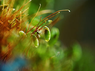 green petaled flower, nature, moss, green, macro HD wallpaper