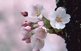 white Cherry Blossom flower at tree HD wallpaper