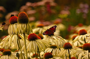 Peacock Butterfly on white and red flower HD wallpaper