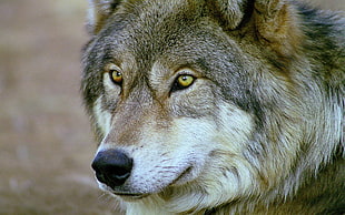 gray and white wolf, animals, wolf HD wallpaper