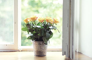 yellow potted flowers on window sill at daytime HD wallpaper