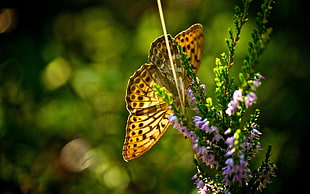 Gulf Fritillary butterfly perched on purple petaled flower closeup photography HD wallpaper