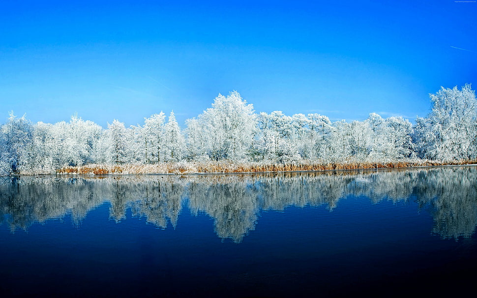 white leafed tree, lake, forest, snow HD wallpaper