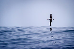 brown and white Seagull flying above sea at daytime, black-browed albatross