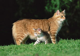 brown tabby cat and kitten standing in the grass