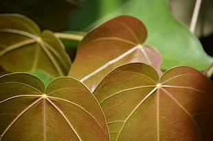 four brown leaves HD wallpaper