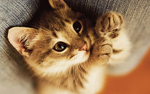photo of brown tabby kitten on person lap HD wallpaper