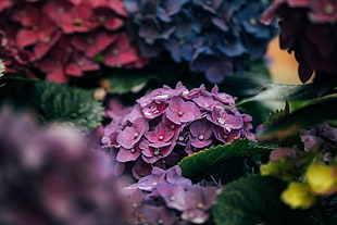 purple hydrangea flower in closeup photo HD wallpaper