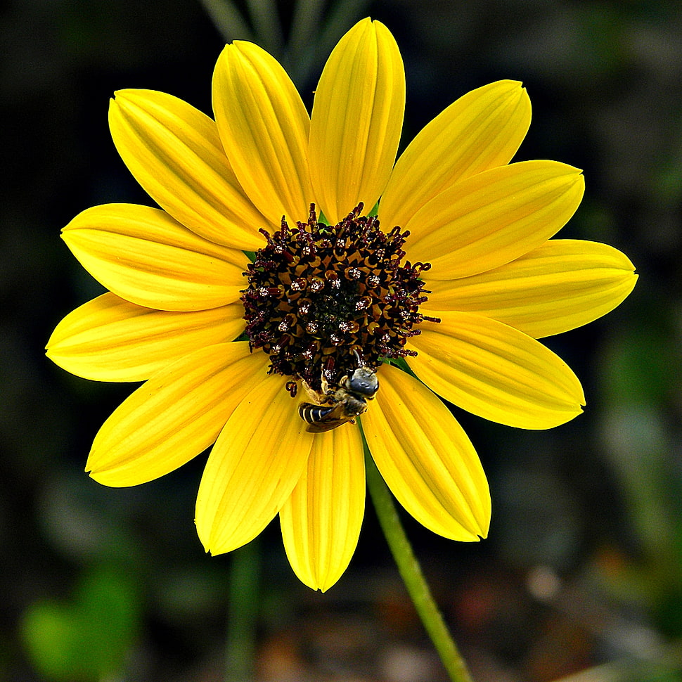 yellow and brown sunflower during daytime, helianthus HD wallpaper