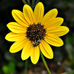 yellow and brown sunflower during daytime, helianthus HD wallpaper