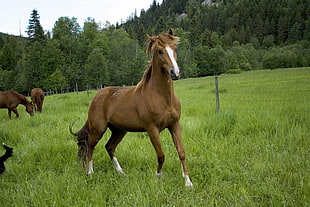 brown horse on green grass field