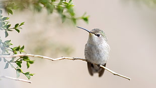 selective focus photography of hummingbird, hummingbirds, animals, birds, twigs HD wallpaper