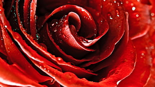 red rose