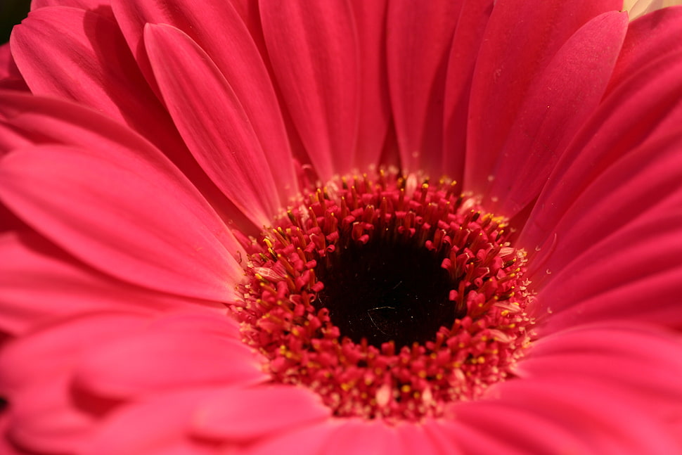 close up photo of red petaled flower with hole HD wallpaper