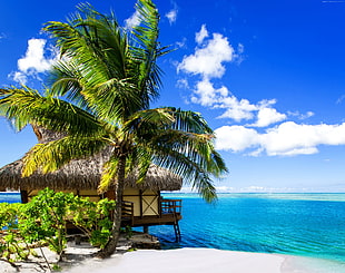 photo of coconut tree near sea during daytime