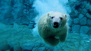white Polar bear, wildlife, underwater, polar bears