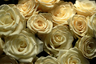 close photo of yellow Rose flowers HD wallpaper