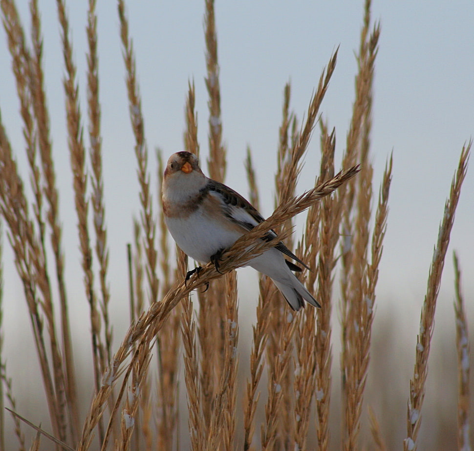 white and black bird perching on hay during daytime, snow bunting, plectrophenax HD wallpaper