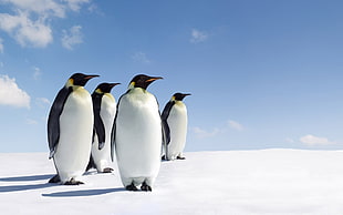 Emperor Penguins on snow-covered ground HD wallpaper