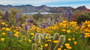 yellow and purple petaled flower at daytime