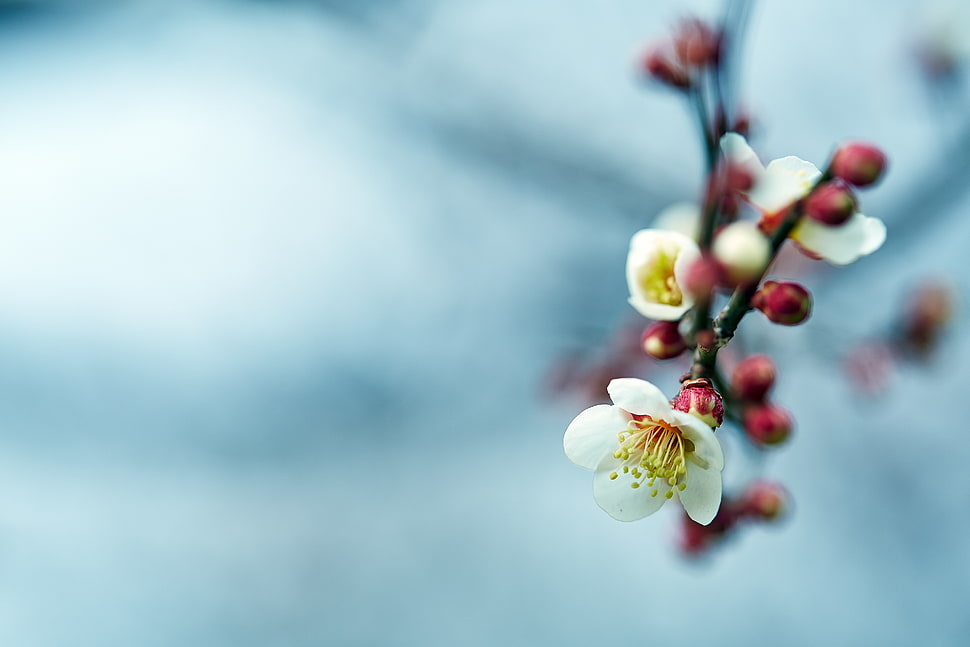 shallow focus photography of a white flower HD wallpaper