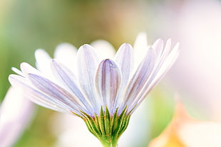 macro photography of pink and white flower, daisy HD wallpaper