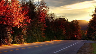 black asphalt road, nature, landscape