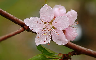 tilt lens photography of pink flowers with water tear drop HD wallpaper