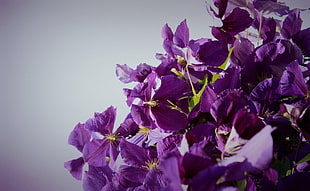 purple petaled flowers