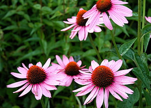 pink flower wallpaper HD wallpaper