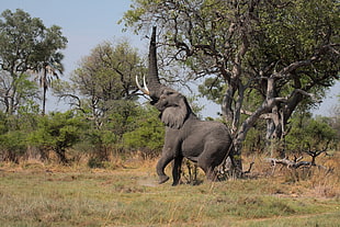 black elephant, animals, elephant