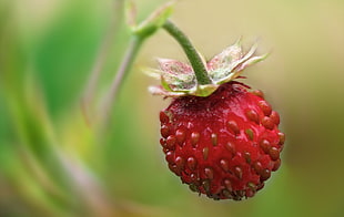 person taking photo ripe strawberry in macro shot