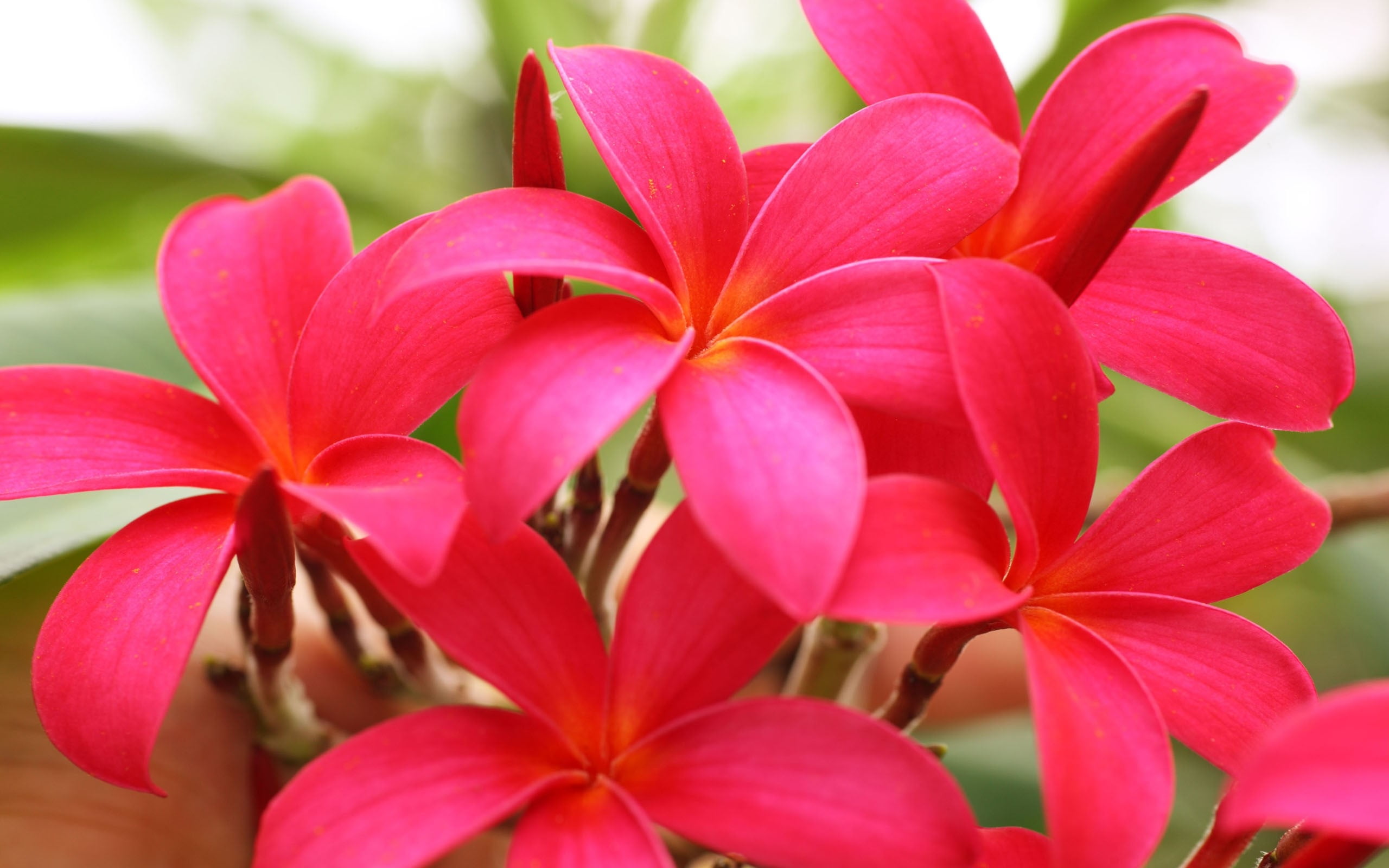 pink flower buds