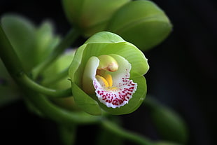 lady slipper flower