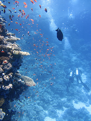 two divers underwater near seabed