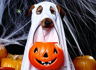 short coated dog wearing white ghost costume holding trick or treat basket HD wallpaper