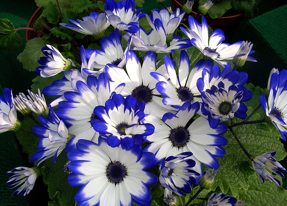 shallow focus white and blue flowers HD wallpaper