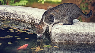 short-coated gray cat, animals, cat, pet, water HD wallpaper