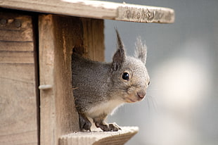 selective focus photography of gray squirrel in brown wooden birdhouse HD wallpaper