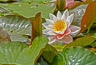 white Lily flowers