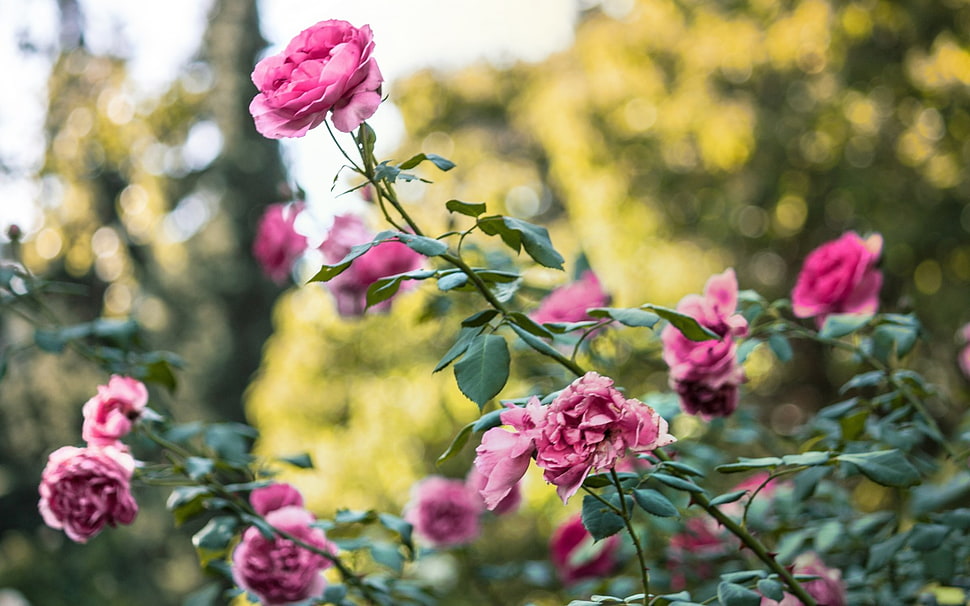 pink petaled flower in close up photo HD wallpaper