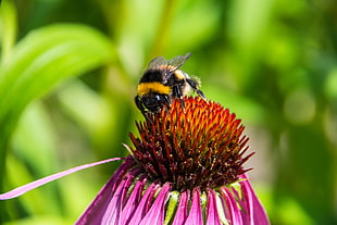 Bumble Bee perching on pink petaled flower during daytime HD wallpaper