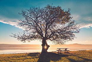 silhouette of black tree