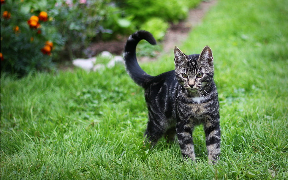 black and brown tabby cat stands on ground HD wallpaper