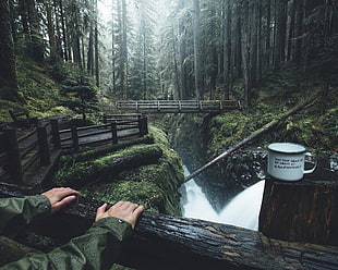 white mug on log, forest, trees, landscape